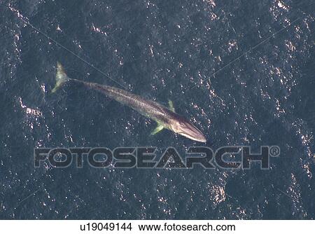 Aerial view of Fin whale (Balaenoptera physalus) surfacing. Gulf of Maine, USA (rr) View Large Photo Image Picture - Aerial view of Fin whale (Balaenoptera physalus) surfacing. Gulf of Maine, USA (rr). Fotosearch