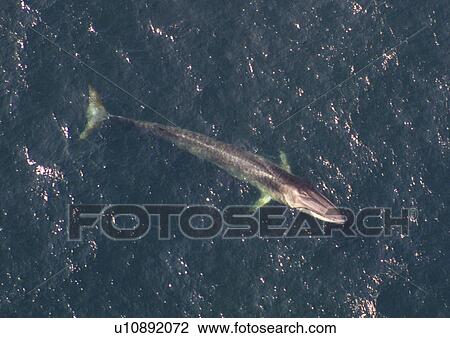 Stock Image - Aerial view of Fin whale (Balaenoptera physalus) surfacing. Gulf of Maine, USA (rr). Fotosearch