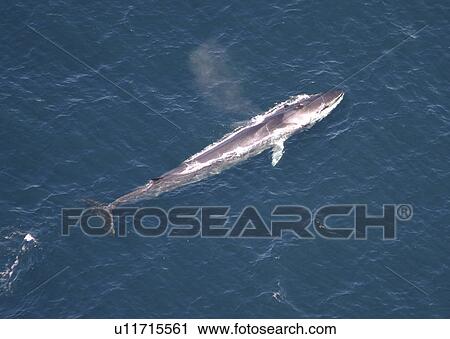 Aerial view of Fin whale (Balaenoptera physalus) surfacing. Gulf of Maine, USA (rr) View Large Photo Image Stock Image - Aerial view of Fin whale (Balaenoptera physalus) surfacing. Gulf of Maine, USA (rr). Fotosearch