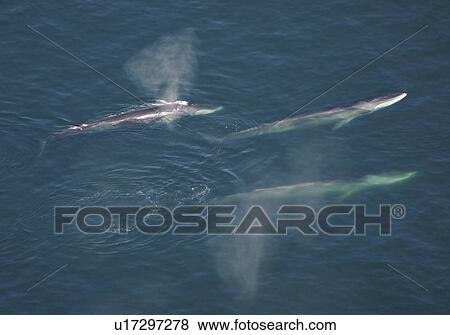Aerial view of Fin whales (Balaenoptera physalus) surfacing. Gulf of Maine, USA (rr) View Large Photo Image Stock Photo - Aerial view of Fin whales (Balaenoptera physalus) surfacing. Gulf of Maine, USA (rr). Fotosearch