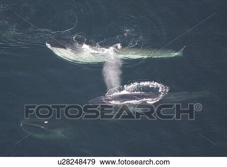 Stock Photo - Aerial view of Fin whales (Balaenoptera physalus) surfacing. Gulf of Maine, USA (rr). Fotosearch