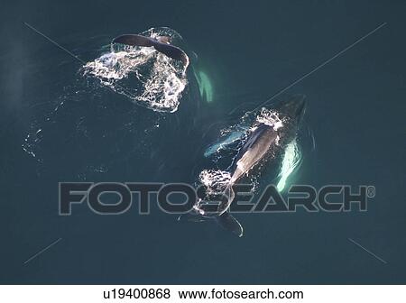 Aerial view of Humpback Whales (Megaptera novaeangliae). Gulf of Maine, USA (rr) View Large Photo Image Stock Photo - Aerial view of Humpback Whales (Megaptera novaeangliae). Gulf of Maine, USA (rr). Fotosearch