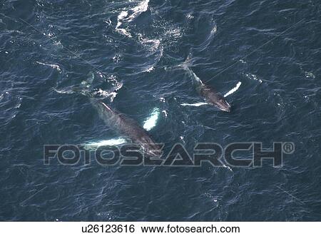 Aerial view of Humpback Whales (Megaptera novaeangliae). Gulf of Maine, USA (rr) View Large Photo Image Stock Photograph - Aerial view of Humpback Whales (Megaptera novaeangliae). Gulf of Maine, USA (rr). Fotosearch