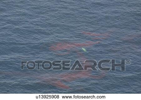 Aerial view of Krill. Gulf of Maine, USA (rr) View Large Photo Image Stock Photo - Aerial view of Krill. Gulf of Maine, USA (rr). Fotosearch