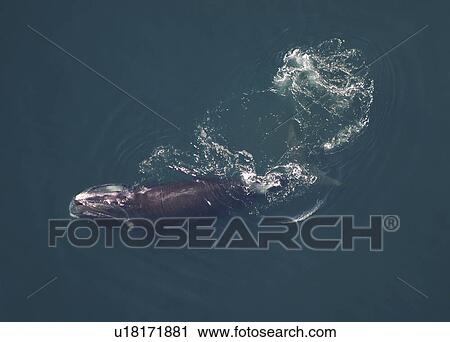 Aerial view of Northern right whale (Balaena glacialis glacialis) surfacing. Gulf of Maine, USA. (rr) View Large Photo Image Stock Image - Aerial view of Northern right whale (Balaena glacialis glacialis) surfacing. Gulf of Maine, USA. (rr). Fotosearch