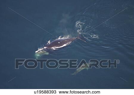 Stock Image - Aerial view of Northern right whale (Balaena glacialis glacialis) surfacing. Gulf of Maine, USA. (rr). Fotosearch