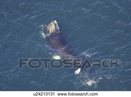 Aerial view of Northern right whale (Balaena glacialis glacialis) surfacing. Gulf of Maine, USA. (rr) View Large Photo Image Stock Image - Aerial view of Northern right whale (Balaena glacialis glacialis) surfacing. Gulf of Maine, USA. (rr). Fotosearch