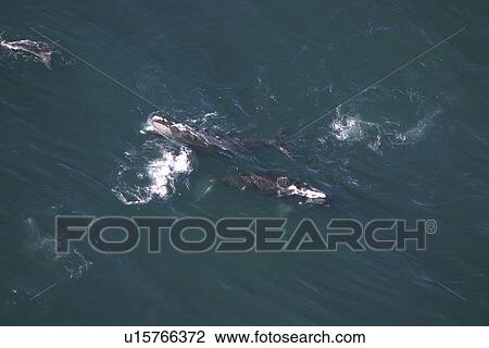 Aerial view of Northern right whales (Balaena glacialis glacialis) in courtship. Gulf of Maine, USA. (rr) View Large Photo Image Stock Image - Aerial view of Northern right whales (Balaena glacialis glacialis) in courtship. Gulf of Maine, USA. (rr). Fotosearch