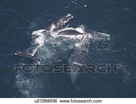Aerial view of Northern right whales (Balaena glacialis glacialis). Males courting a female. Gulf of Maine, USA. (rr) View Large Photo Image Stock Photograph - Aerial view of Northern right whales (Balaena glacialis glacialis). Males courting a female. Gulf of Maine, USA. (rr). Fotosearch