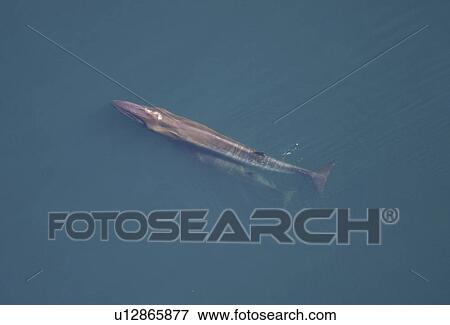 Aerial view of Sei whale (Balaenoptera borealis) with calf. Gulf of Maine, USA (rr) View Large Photo Image Stock Photo - Aerial view of Sei whale (Balaenoptera borealis) with calf. Gulf of Maine, USA (rr). Fotosearch