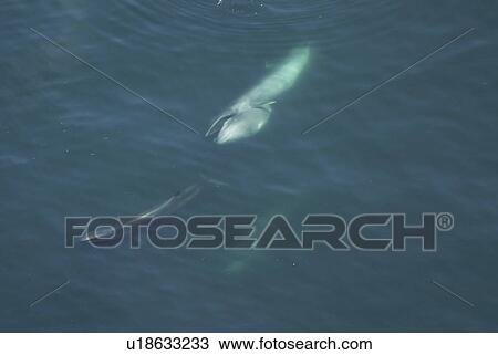 Stock Image - Aerial view of Sei whales (Balaenoptera borealis) surfacing. Gulf of Maine, USA (rr). Fotosearch
