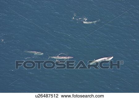 Stock Image - Aerial view of Sei whales (Balaenoptera borealis) surfacing. Gulf of Maine, USA (rr). Fotosearch
