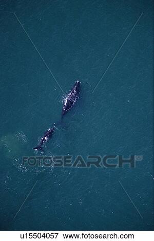 Stock Photo - Aerial view of Southern right whale and calf (Balaena glacialis australis). South Africa.. Fotosearch