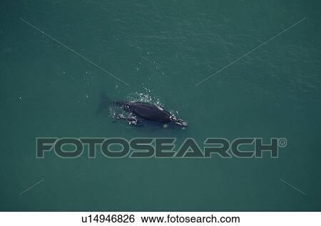 Stock Photograph - Aerial view of Southern right whale (Eubalaena australis) and calf. South Africa.. Fotosearch