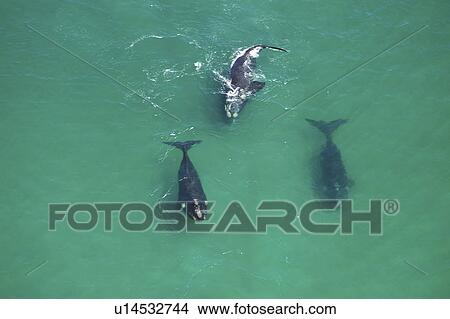 Picture - Aerial view of Southern right whales (Balaena glacialis australis) in shallow water. Cape Peninsular, South Africa (rr). Fotosearch
