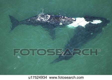 Picture - Aerial view of Southern right whales (Balaena glacialis australis). Males courting a female in shallow water. Cape Peninsular, South Africa (rr). Fotosearch