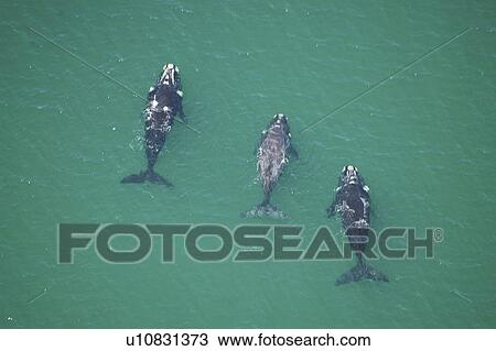 Aerial view of Southern right whales (Balaena glacialis australis) in shallow water. Cape Peninsular, South Africa (rr) View Large Photo Image Stock Image - Aerial view of Southern right whales (Balaena glacialis australis) in shallow water. Cape Peninsular, South Africa (rr). Fotosearch