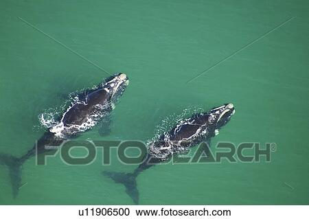 Aerial view of Southern right whales (Balaena glacialis australis) in shallow water. Cape Peninsular, South Africa (rr) View Large Photo Image Stock Image - Aerial view of Southern right whales (Balaena glacialis australis) in shallow water. Cape Peninsular, South Africa (rr). Fotosearch