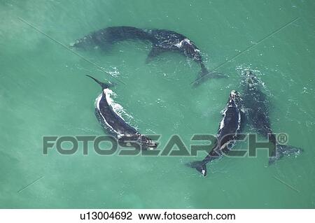 Stock Image - Aerial view of Southern right whales (Balaena glacialis australis). Males courting a female in shallow water. Cape Peninsular, South Africa (rr). Fotosearch