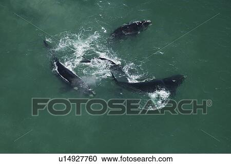 Aerial view of Southern right whales (Balaena glacialis australis). Male courting a female in shallow water. Cape Peninsular, South Africa (rr) View Large Photo Image Stock Image - Aerial view of Southern right whales (Balaena glacialis australis). Male courting a female in shallow water. Cape Peninsular, South Africa (rr). Fotosearch