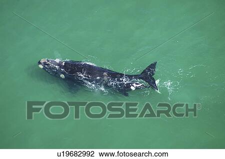 Aerial view of Southern right whales (Balaena glacialis australis). Female with calf in shallow water. Cape Peninsular, South Africa (rr) View Large Photo Image Stock Image - Aerial view of Southern right whales (Balaena glacialis australis). Female with calf in shallow water. Cape Peninsular, South Africa (rr). Fotosearch