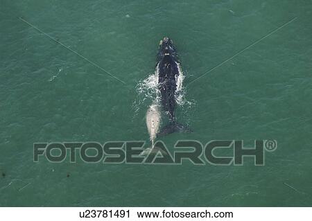 Aerial view of Southern right whales (Balaena glacialis australis). Female with albino calf in shallow water. Cape Peninsular, South Africa (rr) View Large Photo Image Stock Image - Aerial view of Southern right whales (Balaena glacialis australis). Female with albino calf in shallow water. Cape Peninsular, South Africa (rr). Fotosearch