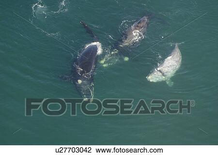Aerial view of Southern right whales (Balaena glacialis australis). Male courting a female with sub adult albino in shallow water. Cape Peninsular, South Africa (rr) View Large Photo Image Stock Image - Aerial view of Southern right whales (Balaena glacialis australis). Male courting a female with sub adult albino in shallow water. Cape Peninsular, South Africa (rr). Fotosearch