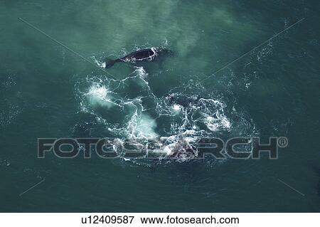 Stock Photo - Aerial view of Southern right whales (Balaena glacialis australis). Males courting a female in shallow water. Cape Peninsular, South Africa (rr). Fotosearch