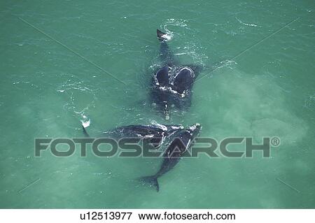 Stock Photo - Aerial view of Southern right whales (Balaena glacialis australis). Male courting a female in shallow water. Cape Peninsular, South Africa (rr). Fotosearch
