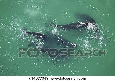 Stock Photo - Aerial view of Southern right whales (Balaena glacialis australis). Male courting a female in shallow water. Cape Peninsular, South Africa (rr). Fotosearch