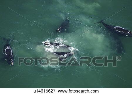 Stock Photo - Aerial view of Southern right whales (Balaena glacialis australis). Males courting a female in shallow water. Cape Peninsular, South Africa (rr). Fotosearch