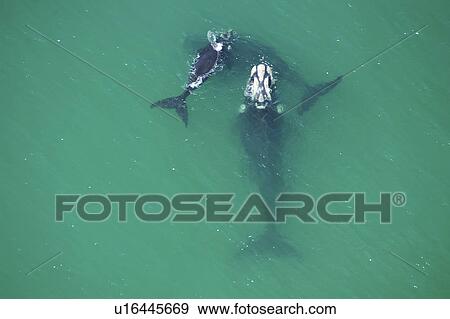Aerial view of Southern right whales (Balaena glacialis australis). Male courting a female with calf in shallow water. Cape Peninsular, South Africa (rr) View Large Photo Image Stock Photo - Aerial view of Southern right whales (Balaena glacialis australis). Male courting a female with calf in shallow water. Cape Peninsular, South Africa (rr). Fotosearch
