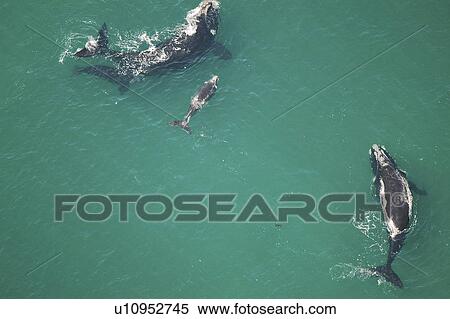Stock Photography - Aerial view of Southern right whales with calfs (Balaena glacialis australis) in shallow water. Cape Peninsular, South Africa (rr). Fotosearch