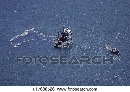 Aerial view of the Alaskan purse-seiner fishery for wild salmon off Point Augustus, Chichagof Island, Southeast Alaska, USA. Note how the small tender keeps the larger ship from drifting down on its own net as the net is retrieved onboard. Chichagof Islan View Large Photo Image Stock Photograph - Aerial view of the Alaskan purse-seiner fishery for wild salmon off Point Augustus, Chichagof Island, Southeast Alaska, USA. Note how the small tender keeps the larger ship from drifting down on its own net as the net is retrieved onboard. Chichagof Islan. Fotosearch