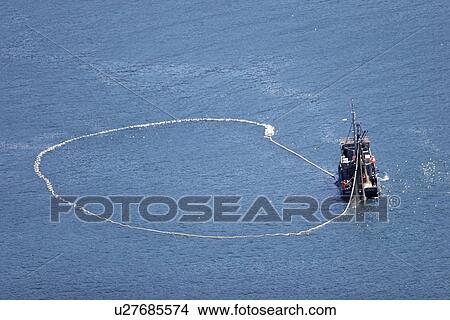 Aerial view of the purse-seiner fishery for salmon off Point Augustus, Chichagof Island, Southeast Alaska, USA. Closing the purse. (rr) View Large Photo Image Picture - Aerial view of the purse-seiner fishery for salmon off Point Augustus, Chichagof Island, Southeast Alaska, USA. Closing the purse. (rr). Fotosearch