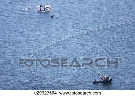Aerial view of the purse-seiner fishery for salmon off Point Augustus, Chichagof Island, Southeast Alaska, USA. (rr) View Large Photo Image Picture - Aerial view of the purse-seiner fishery for salmon off Point Augustus, Chichagof Island, Southeast Alaska, USA. (rr). Fotosearch