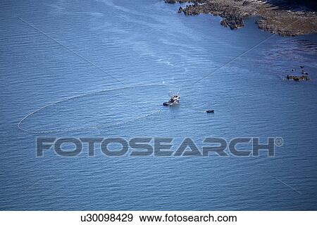 Aerial view of the purse-seiner fishery for salmon off Point Augustus, Chichagof Island, Southeast Alaska, USA. Bringing in the haul. (rr) View Large Photo Image Stock Photo - Aerial view of the purse-seiner fishery for salmon off Point Augustus, Chichagof Island, Southeast Alaska, USA. Bringing in the haul. (rr). Fotosearch