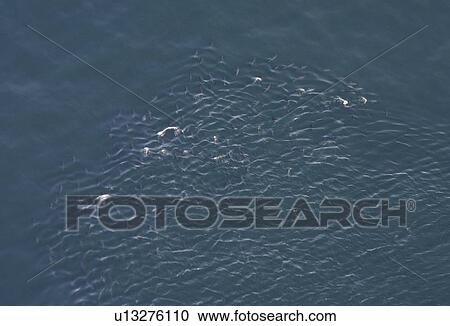 Aerial view of Tuna fish. Gulf of Maine, USA (rr) View Large Photo Image Stock Image - Aerial view of Tuna fish. Gulf of Maine, USA (rr). Fotosearch