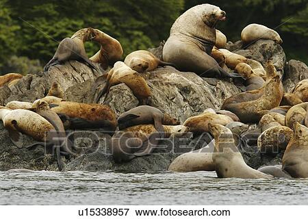 All ages and both sexes of northern (Steller) sea lions (Eumetopias jubatus) hauled out on the Brothers Island Group in Frederick Sound, Southeast Alaska, USA. Pacific Ocean. This sea lion in the largest member of the eared seals. View Large Photo Image Stock Photo - All ages and both sexes of northern (Steller) sea lions (Eumetopias jubatus) hauled out on the Brothers Island Group in Frederick Sound, Southeast Alaska, USA. Pacific Ocean. This sea lion in the largest member of the eared seals.. Fotosearch