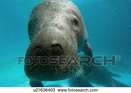 Amazon manatee, Trichechus inunguis, face detail, endangered, Manaus, Amazonas, Brazil (c) View Large Photo Image Stock Image - Amazon manatee, Trichechus inunguis, face detail, endangered, Manaus, Amazonas, Brazil (c). Fotosearch
