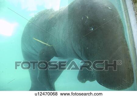 Amazon manatee (Trichechus inunguis), endangered, Manaus, Amazonas, Brazil View Large Photo Image Stock Photo - Amazon manatee (Trichechus inunguis), endangered, Manaus, Amazonas, Brazil. Fotosearch