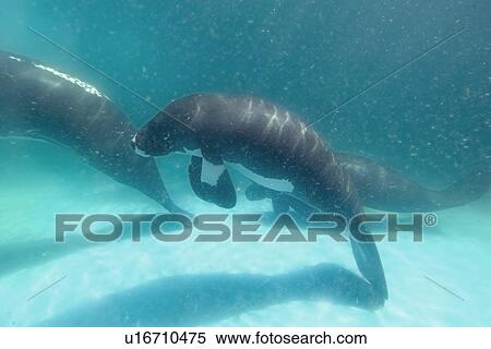 Amazon manatee, Trichechus inunguis, endangered, Manaus, Amazonas, Brazil (c) View Large Photo Image Stock Photography - Amazon manatee, Trichechus inunguis, endangered, Manaus, Amazonas, Brazil (c). Fotosearch