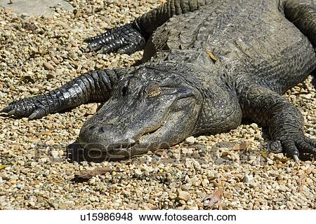 Stock Photo - American alligator, Alligator mississippiensis, Homosassa Springs Wildlife State Park, Florida, USA. Fotosearch