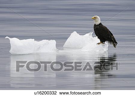 Stock Image - American Bald Eagle (Haliaeetus leucocephalus) resting on a calved iceberg from the Le Conte glacier just outside Petersburg in Southeast Alaska, USA. Pacific Ocean.. Fotosearch
