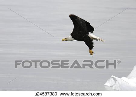 American Bald Eagle (Haliaeetus leucocephalus) taking flight from a calved iceberg from the Le Conte glacier just outside Petersburg in Southeast Alaska, USA. Pacific Ocean. View Large Photo Image Stock Image - American Bald Eagle (Haliaeetus leucocephalus) taking flight from a calved iceberg from the Le Conte glacier just outside Petersburg in Southeast Alaska, USA. Pacific Ocean.. Fotosearch