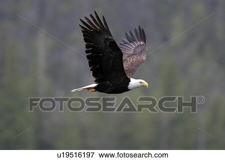 Stock Photo - American Bald Eagle (Haliaeetus leucocephalus) Adult in flight in Southeast Alaska, USA.. Fotosearch