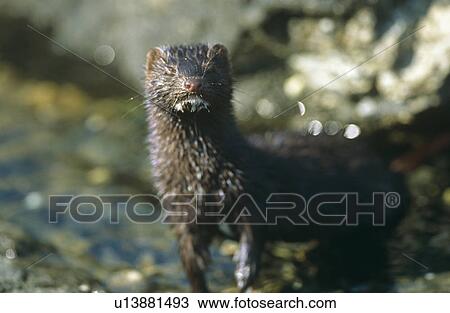 Stock Image - American mink (Mustela vison). Non-native species in the UK considered a threat to ground-nesting birds and water voles in particular. Widespread as a result of escapes from fur farms since the 1950s. Hebrides, Scotland. Fotosearch