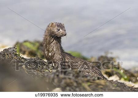 American mink (Mustela vison). Non-native species in the UK considered a threat to ground-nesting birds and water voles in particular. Widespread as a result of escapes from fur farms since the 1950s. Hebrides, Scotland View Large Photo Image Stock Photography - American mink (Mustela vison). Non-native species in the UK considered a threat to ground-nesting birds and water voles in particular. Widespread as a result of escapes from fur farms since the 1950s. Hebrides, Scotland. Fotosearch