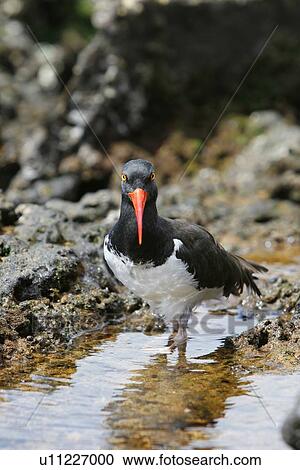 Stock Image - American oystercatcher (Haematopus ostralegus) along the shoreline on Bartolome Island in the Galapagos Island Group, Ecuador. Pacific Ocean.. Fotosearch