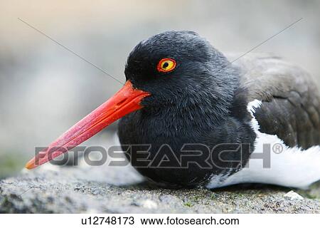 American oystercatcher (Haematopus ostralegus) head detail along the shoreline on Bartolome Island in the Galapagos Island Group, Ecuador. Pacific Ocean. View Large Photo Image Stock Image - American oystercatcher (Haematopus ostralegus) head detail along the shoreline on Bartolome Island in the Galapagos Island Group, Ecuador. Pacific Ocean.. Fotosearch